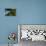 Swallow-Tailed Kites Roosting, Lake Woodruff NWR, Florida-Maresa Pryor-Framed Premier Image Canvas displayed on a wall