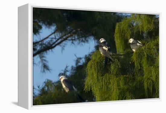 Swallow-Tailed Kites Roosting, Lake Woodruff NWR, Florida-Maresa Pryor-Framed Premier Image Canvas