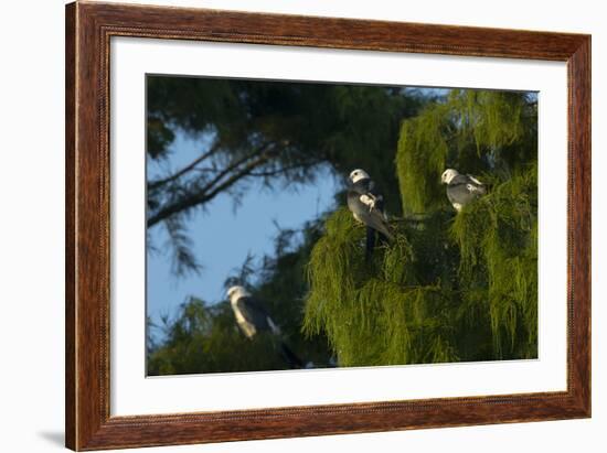 Swallow-Tailed Kites Roosting, Lake Woodruff NWR, Florida-Maresa Pryor-Framed Photographic Print