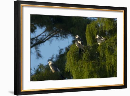 Swallow-Tailed Kites Roosting, Lake Woodruff NWR, Florida-Maresa Pryor-Framed Photographic Print