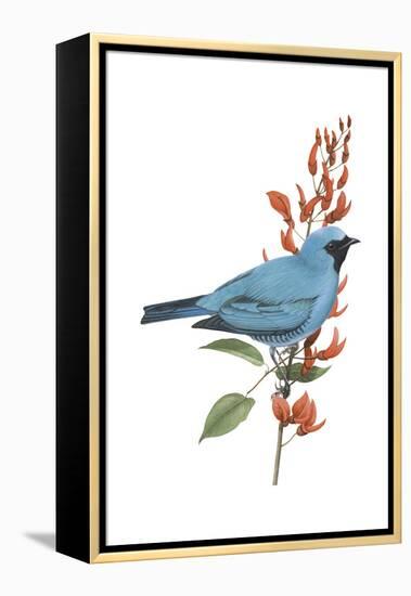 Swallow-Tanager (Tersina Viridis), Birds-Encyclopaedia Britannica-Framed Stretched Canvas