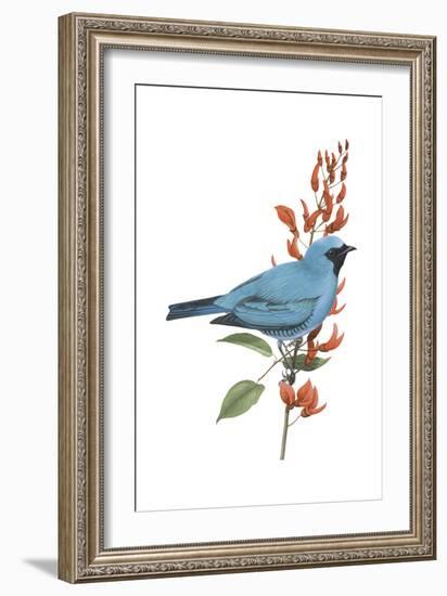 Swallow-Tanager (Tersina Viridis), Birds-Encyclopaedia Britannica-Framed Art Print