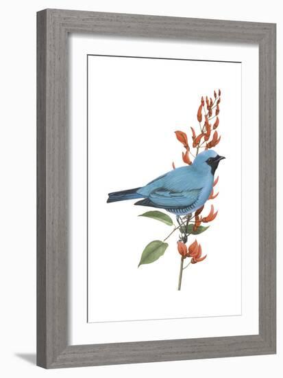 Swallow-Tanager (Tersina Viridis), Birds-Encyclopaedia Britannica-Framed Art Print