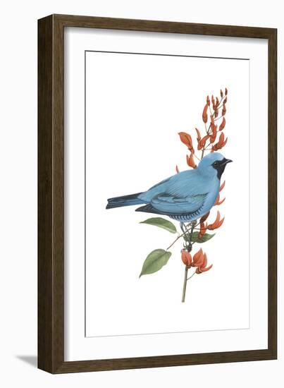 Swallow-Tanager (Tersina Viridis), Birds-Encyclopaedia Britannica-Framed Art Print