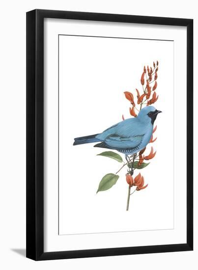 Swallow-Tanager (Tersina Viridis), Birds-Encyclopaedia Britannica-Framed Art Print