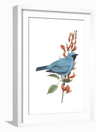 Swallow-Tanager (Tersina Viridis), Birds-Encyclopaedia Britannica-Framed Art Print