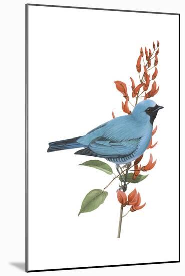 Swallow-Tanager (Tersina Viridis), Birds-Encyclopaedia Britannica-Mounted Art Print