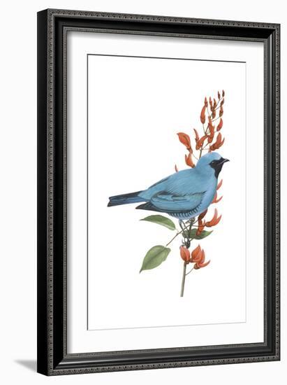 Swallow-Tanager (Tersina Viridis), Birds-Encyclopaedia Britannica-Framed Art Print