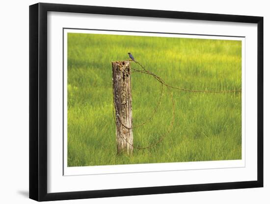 Swallow-Donald Paulson-Framed Giclee Print