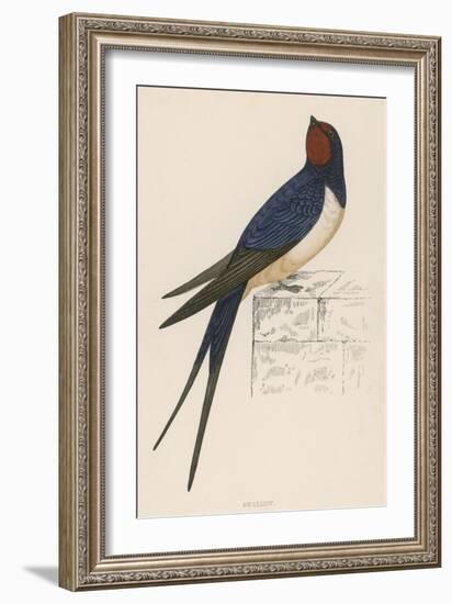 Swallow-Reverend Francis O. Morris-Framed Art Print