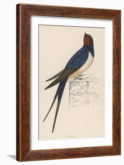 Swallow-Reverend Francis O. Morris-Framed Art Print