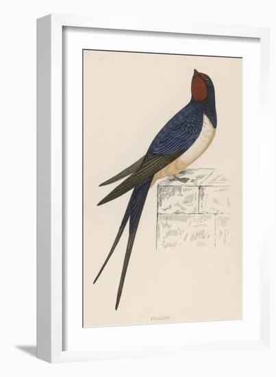 Swallow-Reverend Francis O. Morris-Framed Art Print