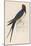 Swallow-Reverend Francis O. Morris-Mounted Art Print