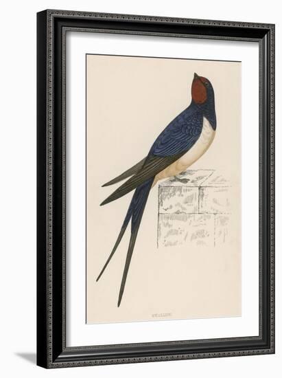 Swallow-Reverend Francis O. Morris-Framed Art Print