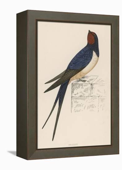 Swallow-Reverend Francis O. Morris-Framed Stretched Canvas