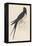 Swallow-Reverend Francis O. Morris-Framed Stretched Canvas