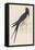 Swallow-Reverend Francis O. Morris-Framed Stretched Canvas