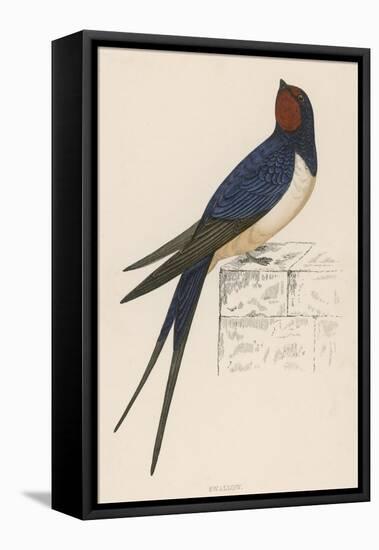 Swallow-Reverend Francis O. Morris-Framed Stretched Canvas