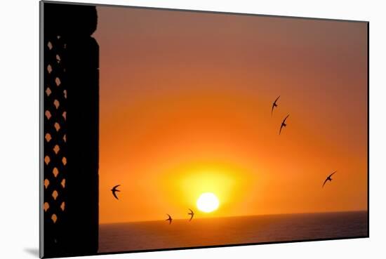 Swallows Flying At Sunset-Laurent Laveder-Mounted Photographic Print
