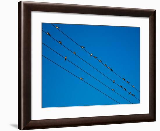 Swallows in Autumn Prior to Migration, Fethard, County Tipperary, Ireland-null-Framed Photographic Print