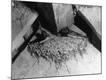Premium Photographic Print