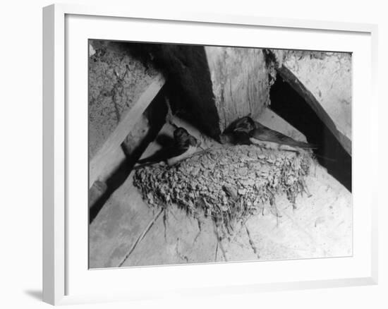 Swallows' Nest-null-Framed Photographic Print