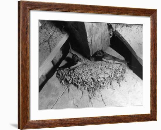 Swallows' Nest-null-Framed Photographic Print