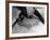 Swallows' Nest-null-Framed Photographic Print