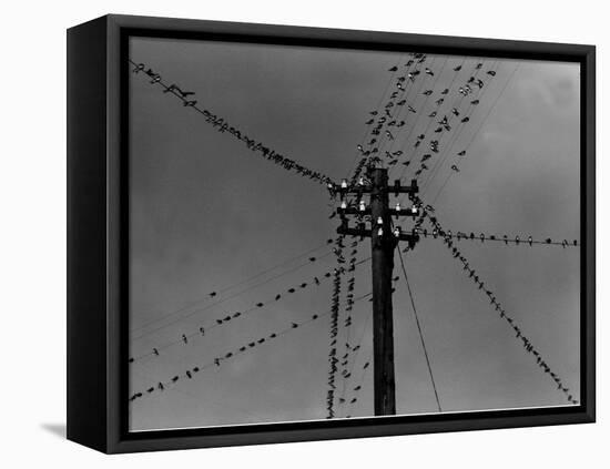 Swallows on Telegraph Pole Getting Ready for Migration-null-Framed Premier Image Canvas