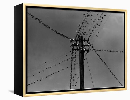 Swallows on Telegraph Pole Getting Ready for Migration-null-Framed Premier Image Canvas