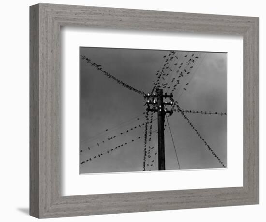 Swallows on Telegraph Pole Getting Ready for Migration-null-Framed Photographic Print