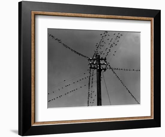 Swallows on Telegraph Pole Getting Ready for Migration-null-Framed Photographic Print