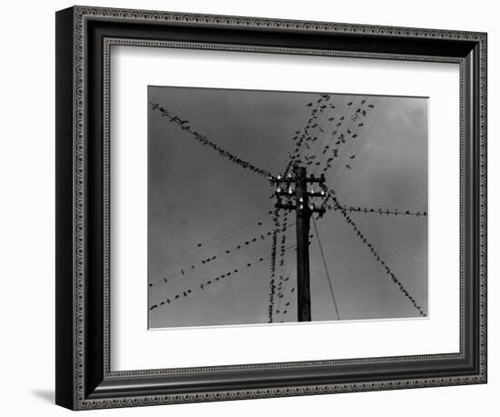 Swallows on Telegraph Pole Getting Ready for Migration-null-Framed Photographic Print