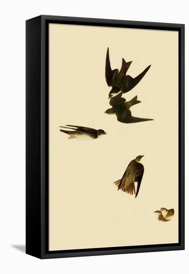 Swallows-John James Audubon-Framed Premier Image Canvas