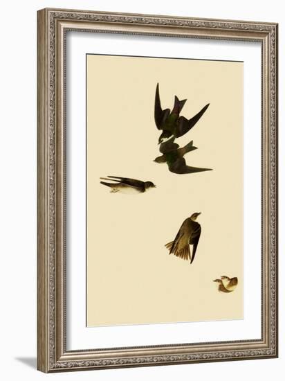 Swallows-John James Audubon-Framed Giclee Print