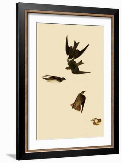 Swallows-John James Audubon-Framed Giclee Print