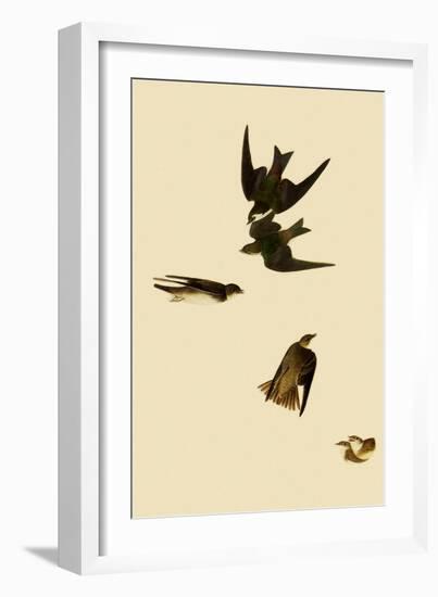 Swallows-John James Audubon-Framed Giclee Print