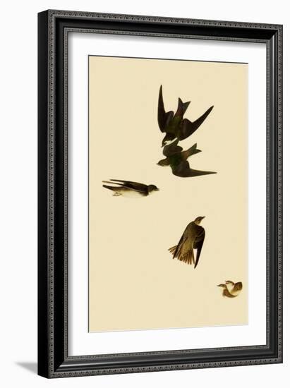 Swallows-John James Audubon-Framed Giclee Print