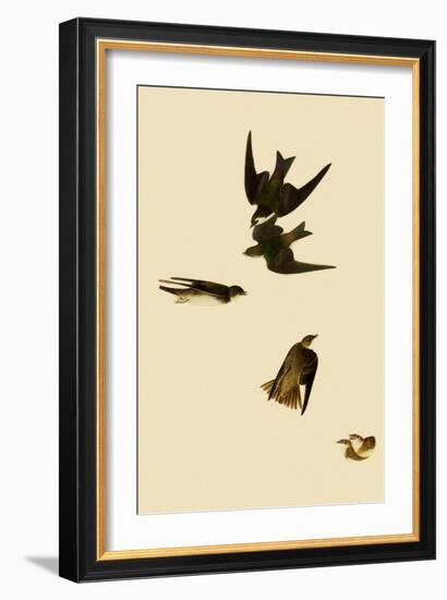 Swallows-John James Audubon-Framed Giclee Print