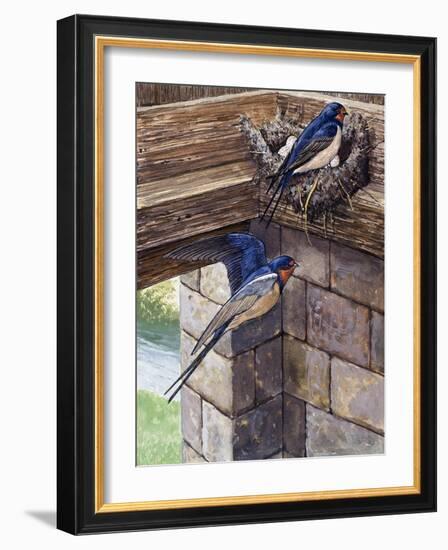 Swallows-English School-Framed Giclee Print