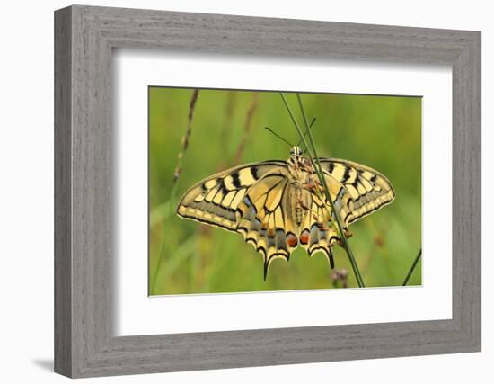 Swallowtail, Blade of Grass-Harald Kroiss-Framed Photographic Print