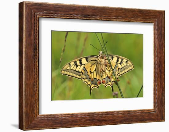 Swallowtail, Blade of Grass-Harald Kroiss-Framed Photographic Print