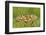 Swallowtail, Blade of Grass-Harald Kroiss-Framed Photographic Print