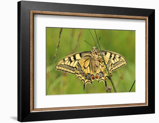 Swallowtail, Blade of Grass-Harald Kroiss-Framed Photographic Print