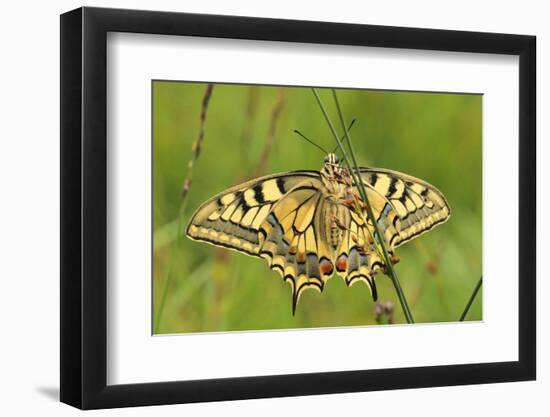 Swallowtail, Blade of Grass-Harald Kroiss-Framed Photographic Print