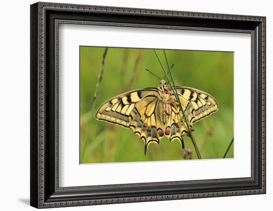 Swallowtail, Blade of Grass-Harald Kroiss-Framed Photographic Print