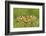 Swallowtail, Blade of Grass-Harald Kroiss-Framed Photographic Print