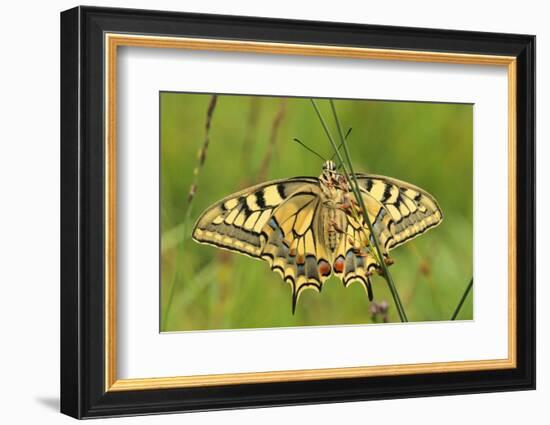 Swallowtail, Blade of Grass-Harald Kroiss-Framed Photographic Print