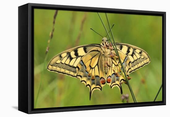 Swallowtail, Blade of Grass-Harald Kroiss-Framed Premier Image Canvas