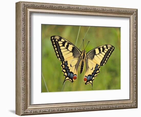 Swallowtail, Blade of Grass-Harald Kroiss-Framed Photographic Print